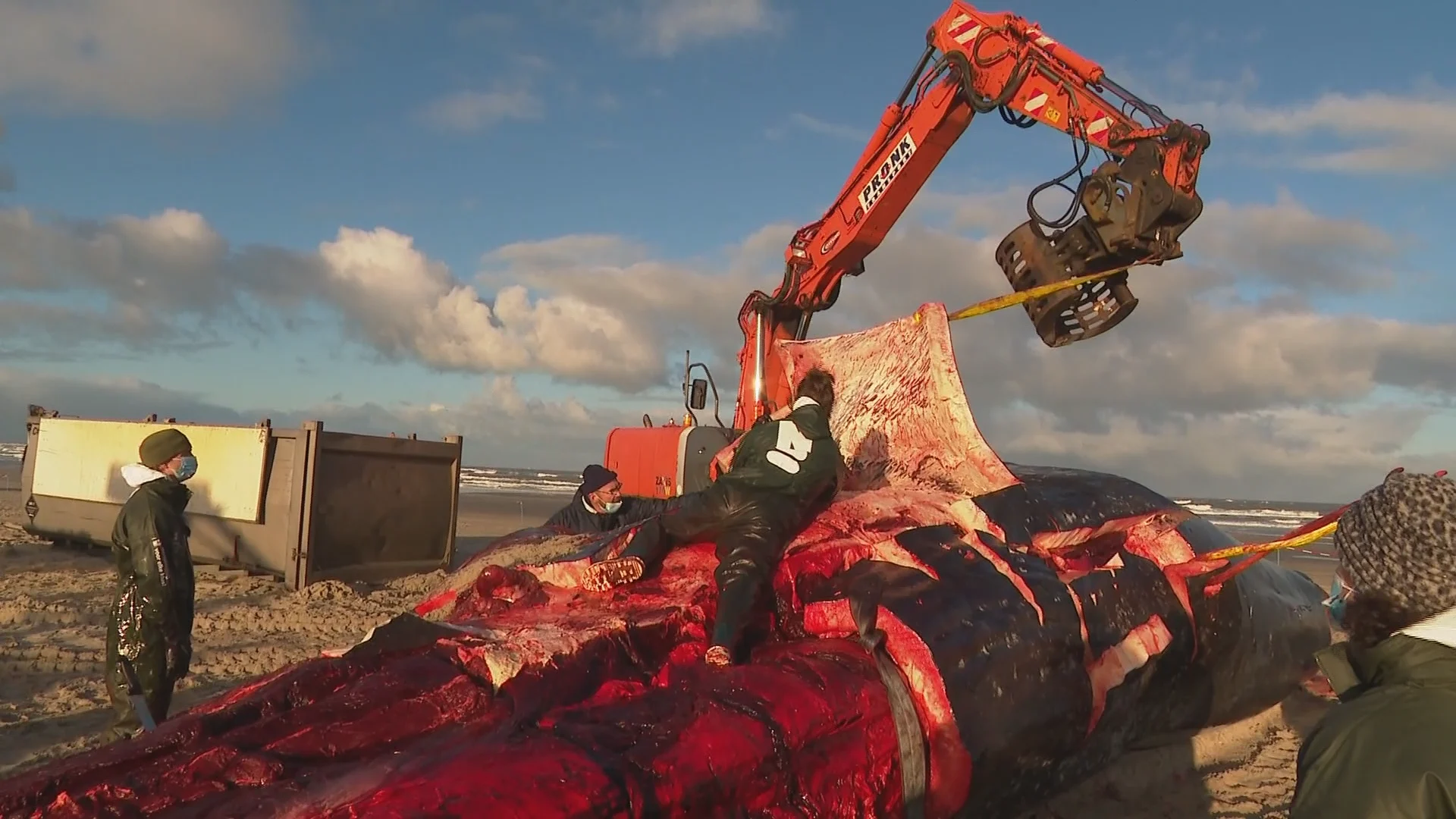 Snijteam universiteit klaart monsterklus op Vlieland: aangespoelde potvis opengesneden en onderzocht