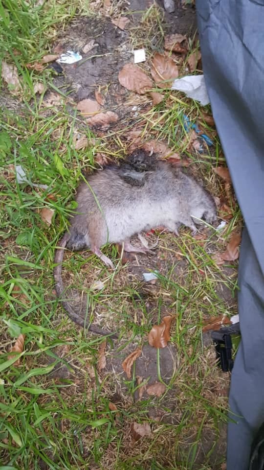 Rattenplaag in Haagse wijk Moerwijk houdt maar aan, bewoners na twee jaar terug bij af