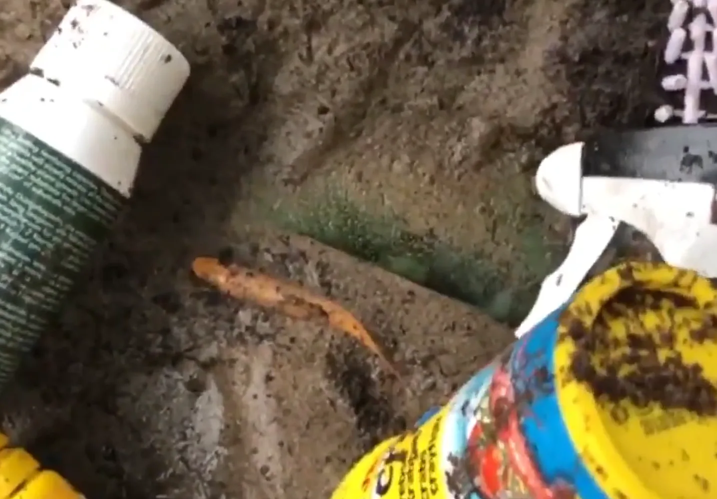 Boswachters vinden gedumpt aquarium met spartelende visjes