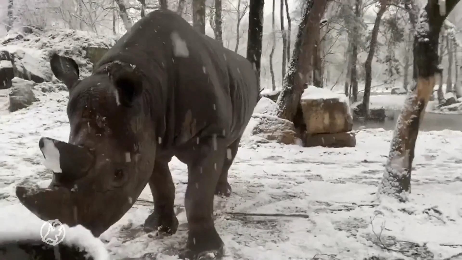ZIEN: Neushoorn geniet van de sneeuw in Safaripark Beekse Bergen