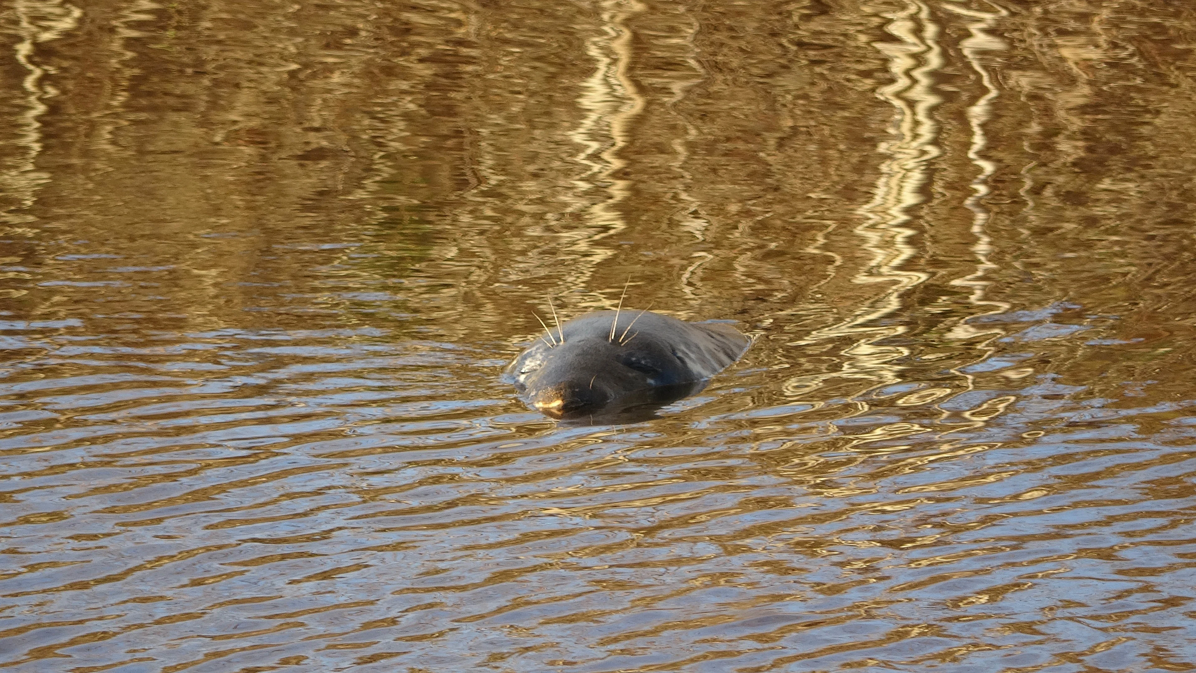 Verdwaalde zeehond dobbert rond in Drenthe