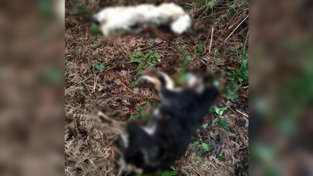 Dood gevonden honden in Schinveld met geweld verdronken, baasje nog spoorloos