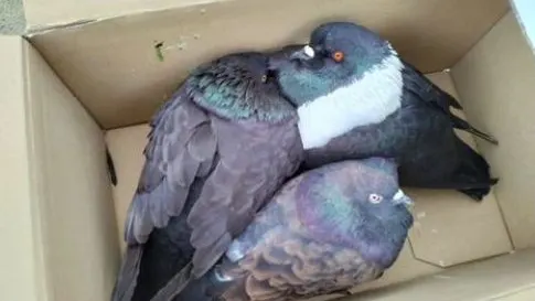 Zieke sierduiven gedumpt in luierdoos op stoep in Den Haag