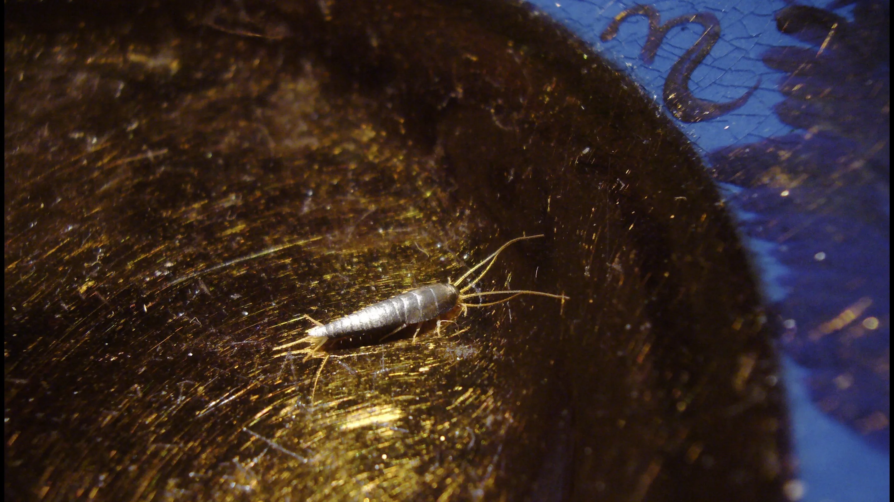 Zilvervisjes in je huis, zo kom je er vanaf