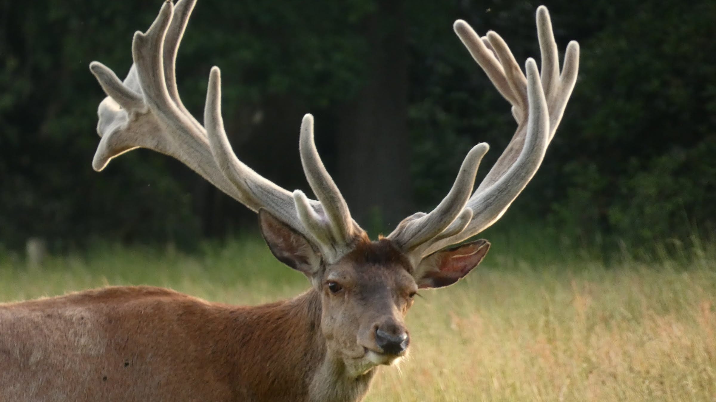 Hubertus is dood en opgegeten, maar zijn kop is nu op deze plek vereeuwigd