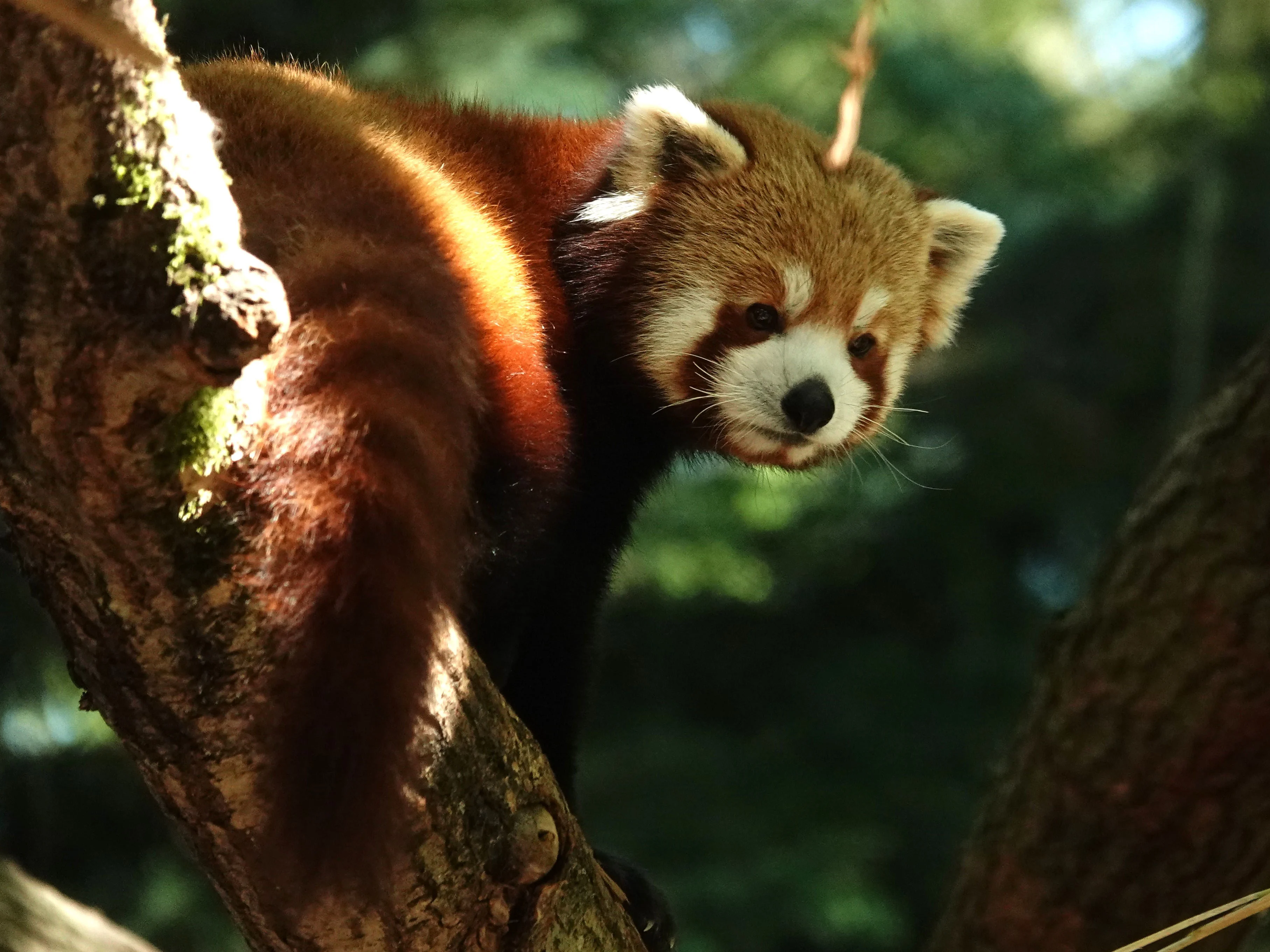 DierenPark Amersfoort verwelkomt nieuwe rode panda