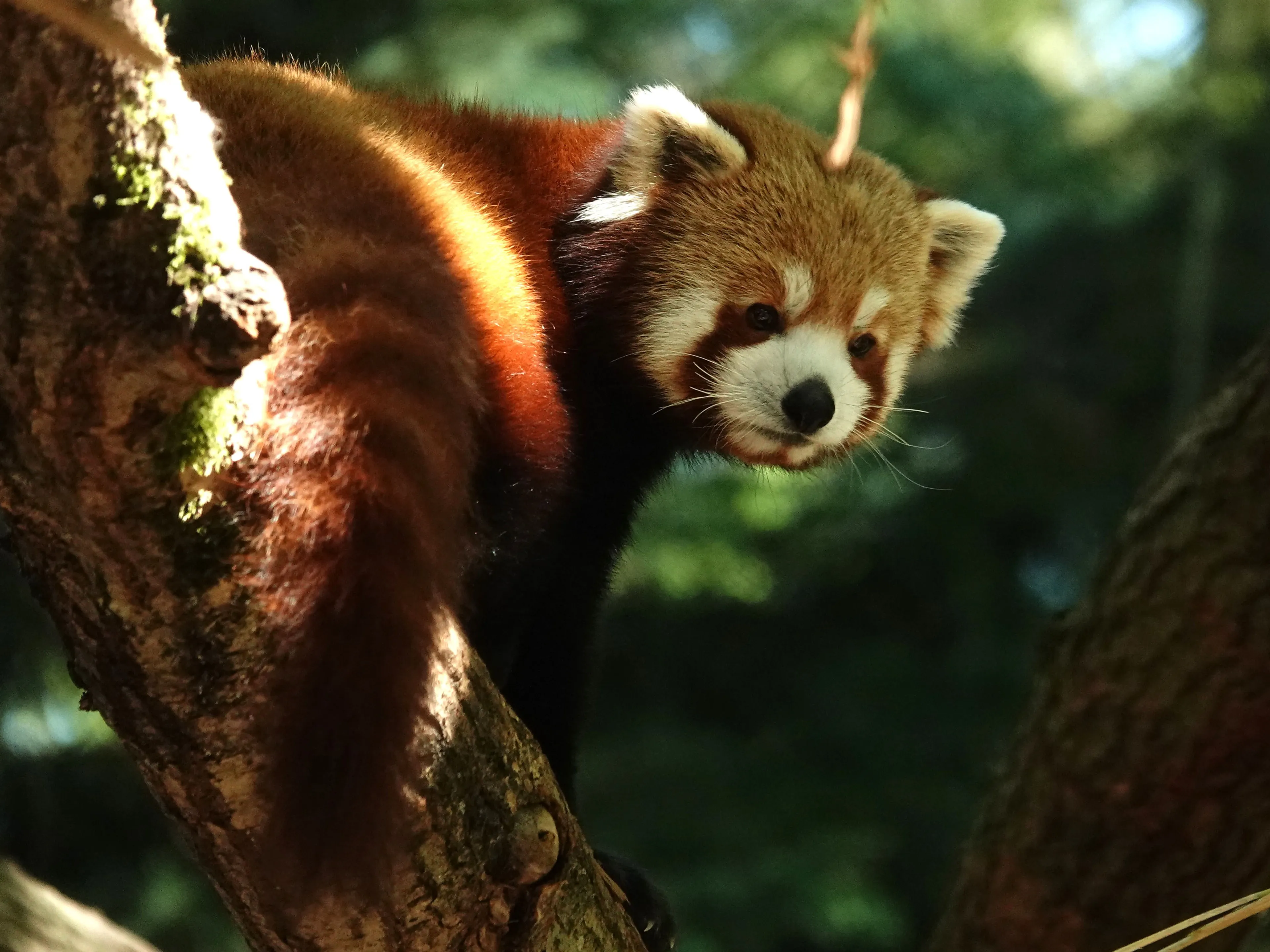 ZIEN Zeldzame Rode Panda s Geboren In ZooParc Overloon Hart Van 