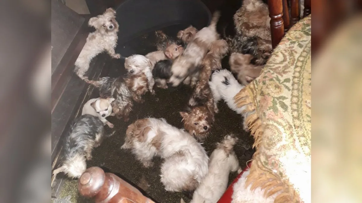 61 verwaarloosde honden uit huis in Twente gehaald, vloer van de woning bezaaid met uitwerpselen