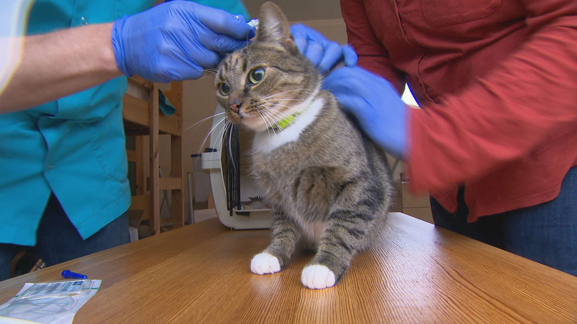 'Vis &amp; Chip' tegen zwerfkattenoverlast op Texel