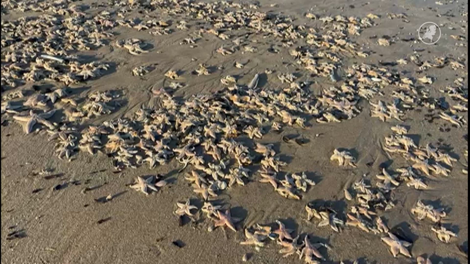 Duizenden zeesterren aangespoeld op Nederlandse stranden