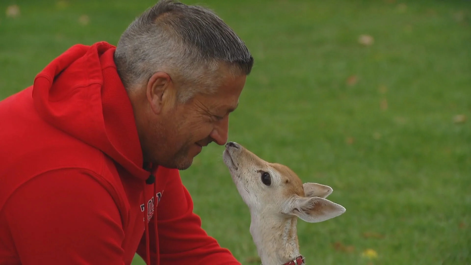 ZIEN: Boer voedt verstoten babyhertje op, Bambi volgt hem overal