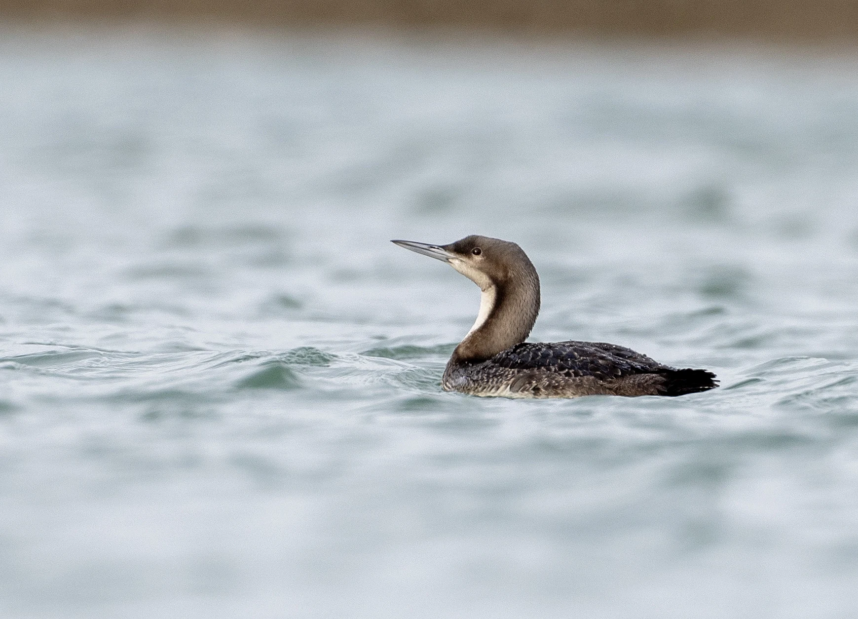 Vogelaars in de ban van zeldzame Pacifische parelduiker bij Oosterscheldekering
