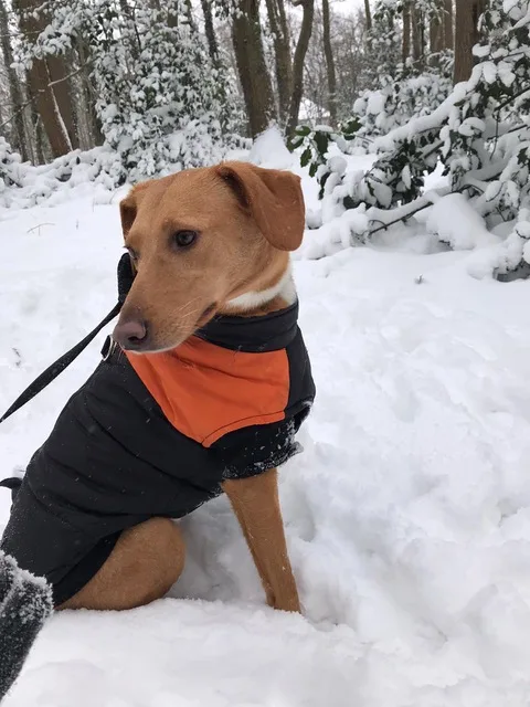 Hulphond van Marjolein (29) is al dagen zoek: 'Ze kan niet zonder Indy'