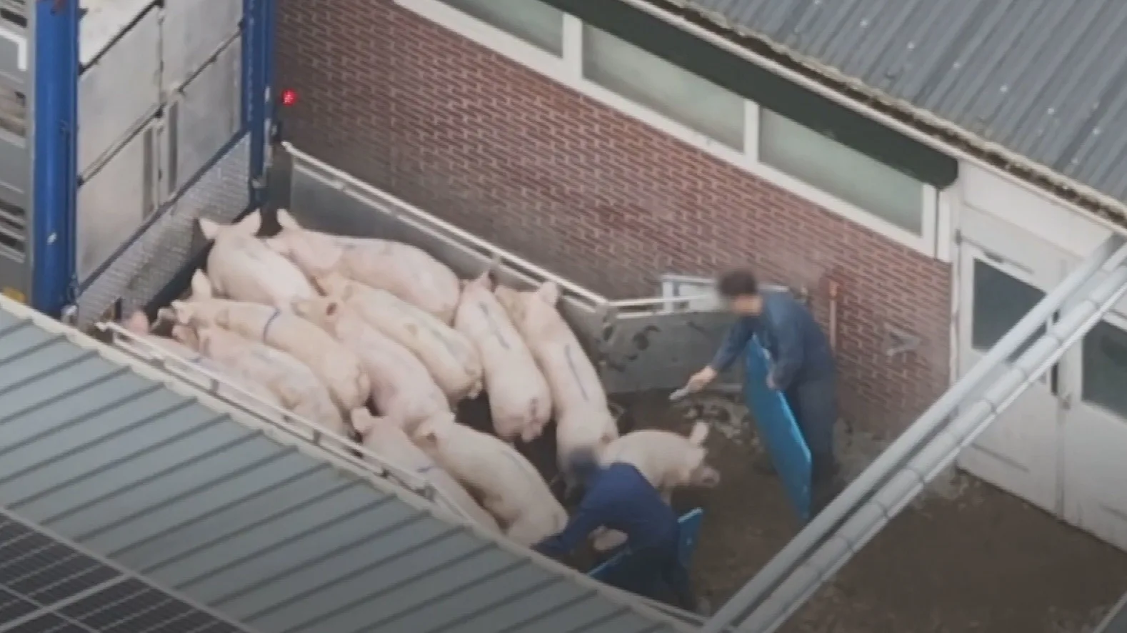 Nieuwe beelden opgedoken van varkens die worden getaserd: 'Meerdere schokken achter elkaar'