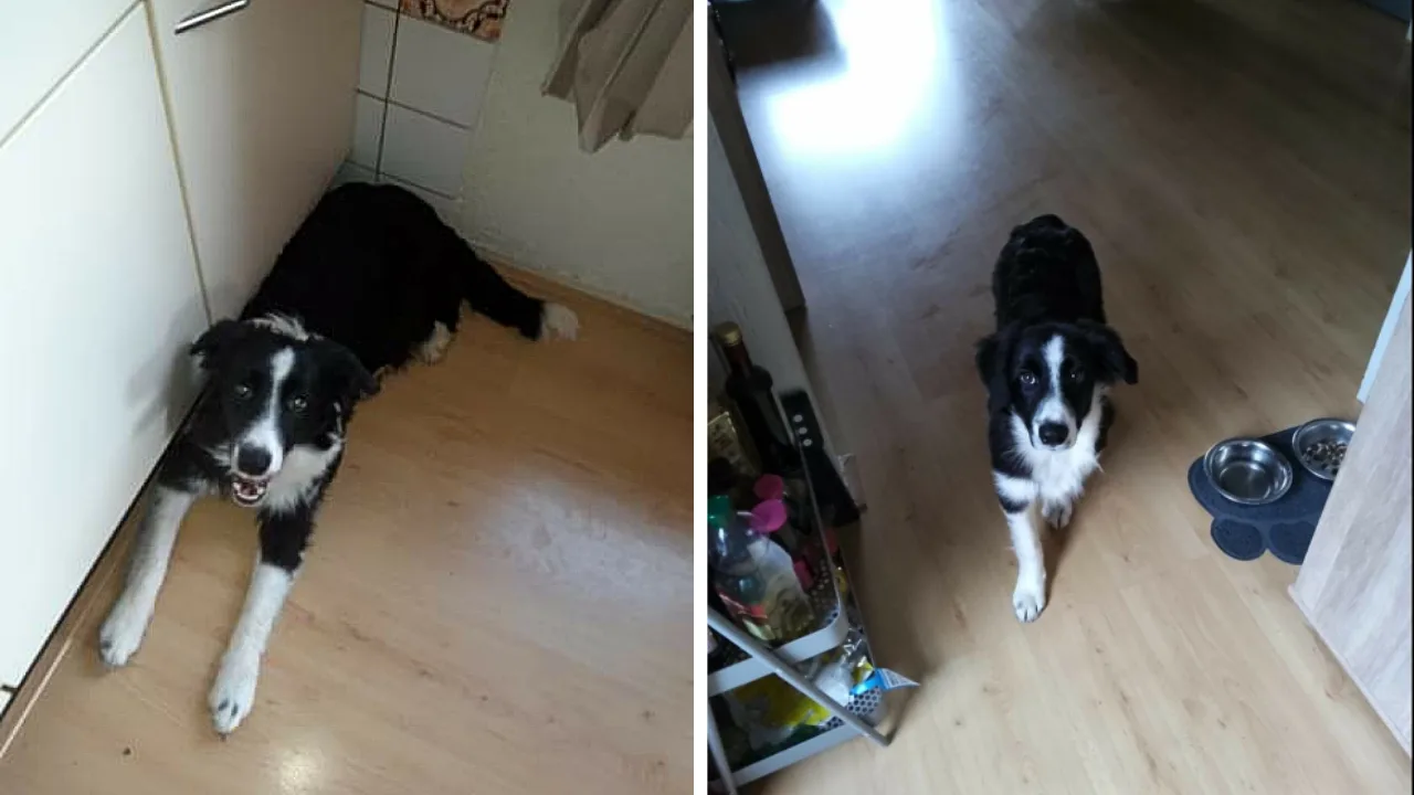 Henny tijdens uitlaten beroofd van viervoeter Tycho, hond dood teruggevonden in greppel