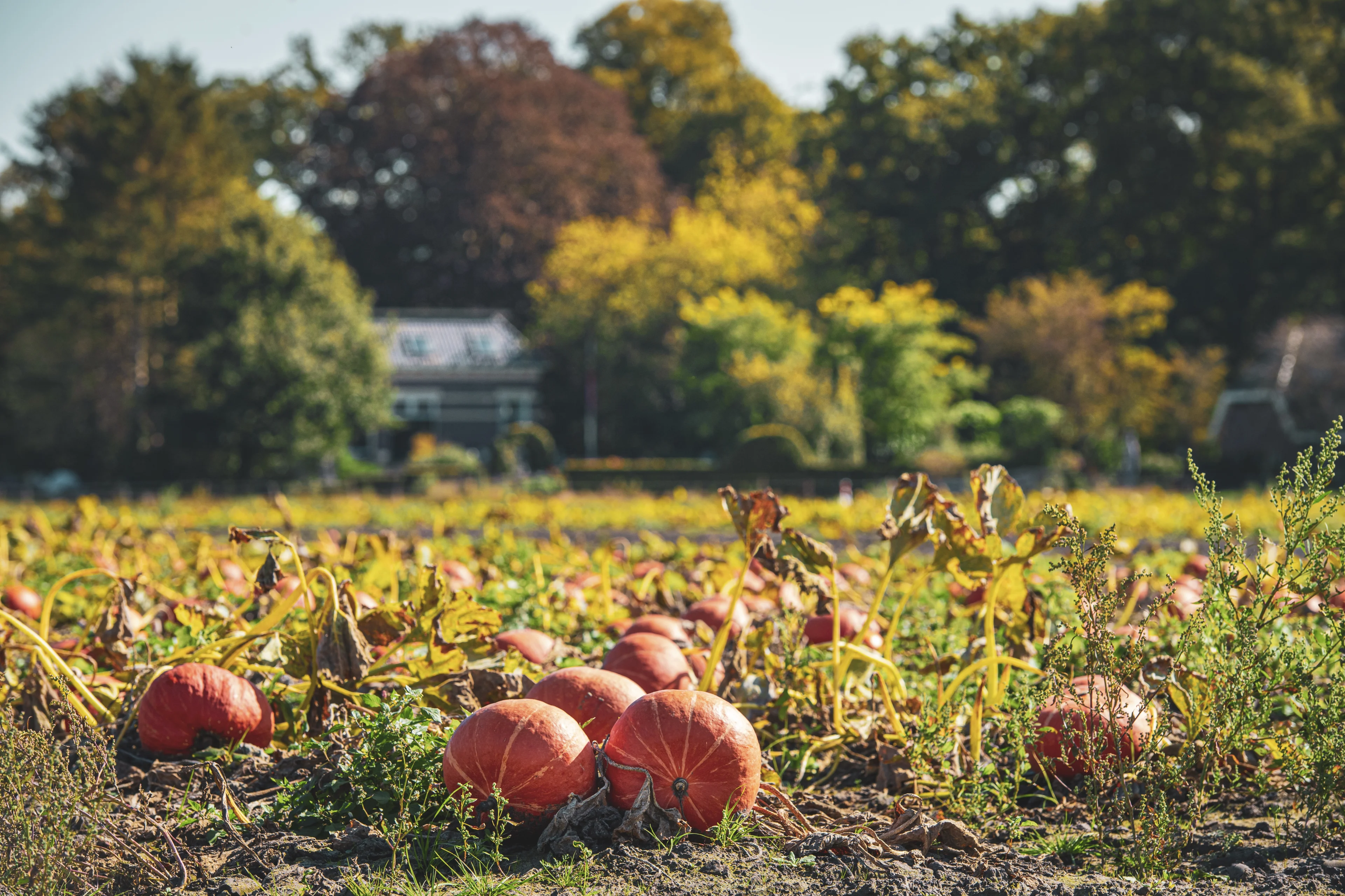 Thibaud en Frank schieten te hulp in coronatijd en helpen teler van 10.000 kilo pompoenen af