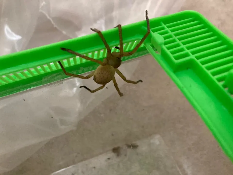 Dat is schrikken: exotische spin tussen bananen in supermarkt Assen