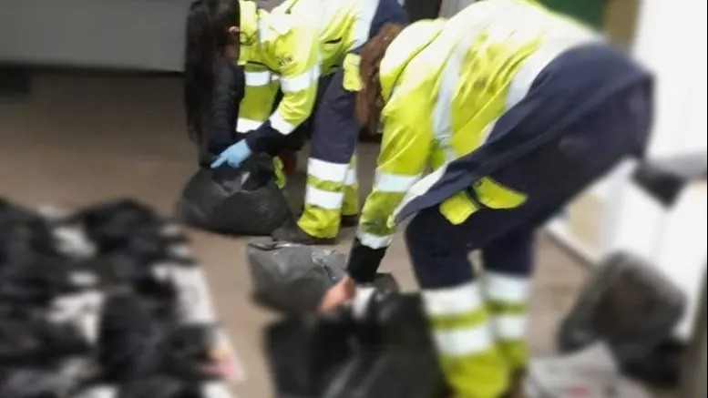 Bijna 90 kraaien dood nadat grote boom omwaait in Groningen