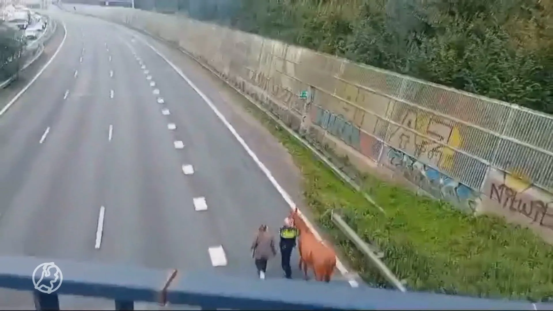Paard maakt ritje over snelweg