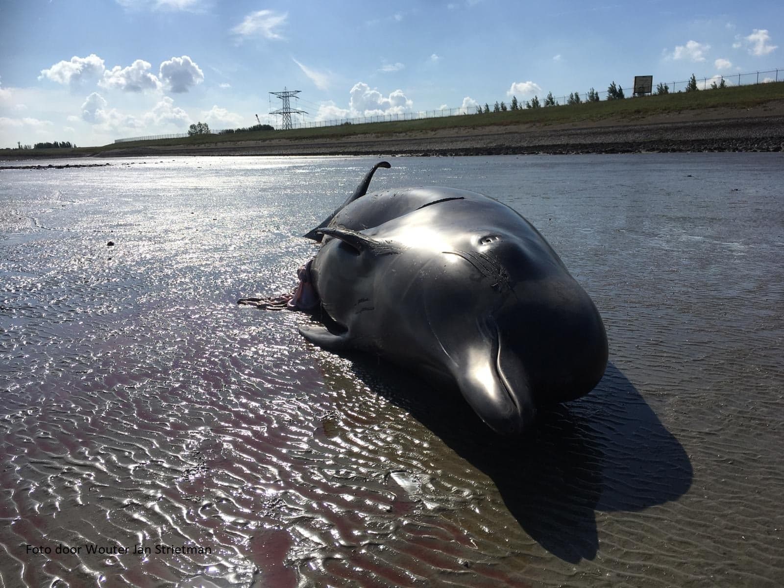 Dode walvismoeder aangespoeld in Westerschelde bij Terneuzen, 'jong ten dode opgeschreven'