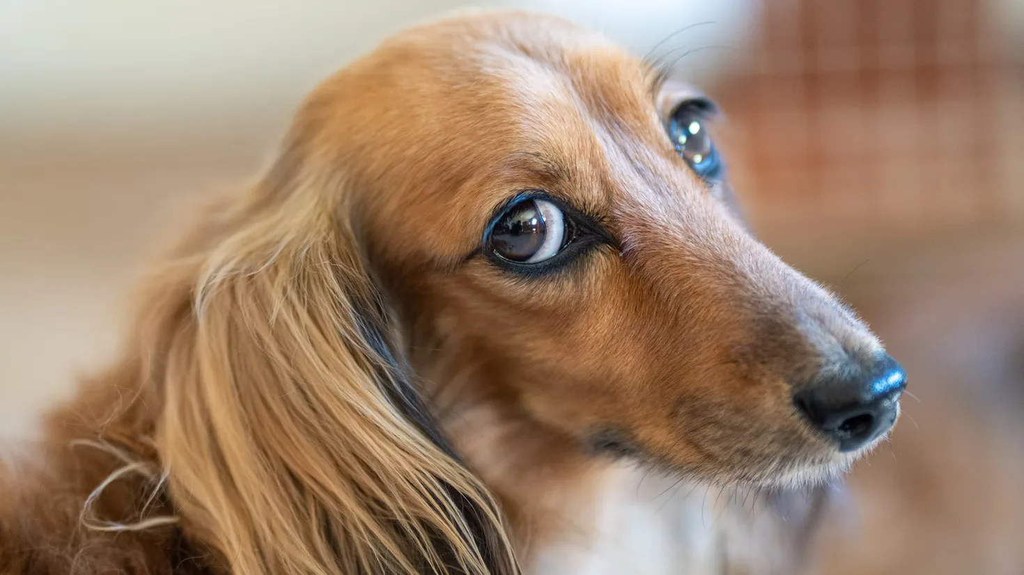 Gemeenten willen niet af van hondenbelasting: 'Kunnen het geld niet missen'