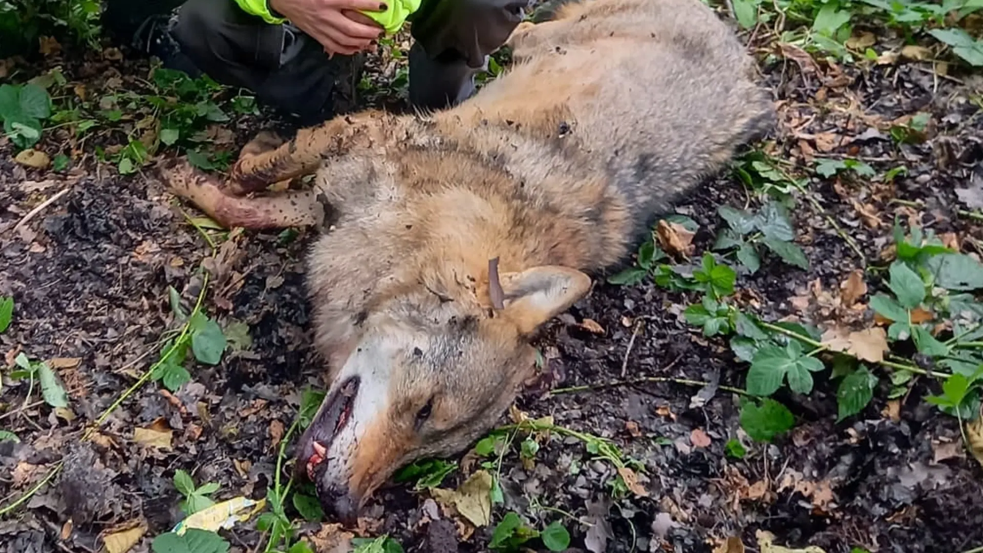 Politie onderzoekt dood wolf bij A50