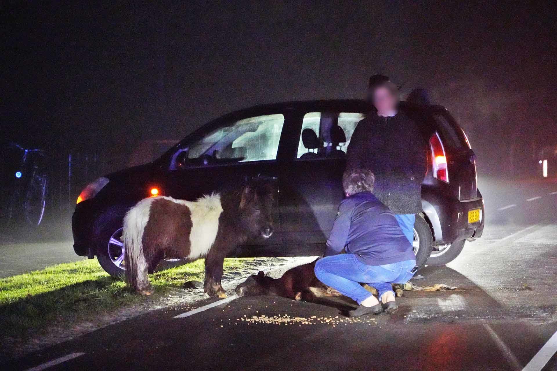 Twee shetlandpony's overleden na aanrijding met auto
