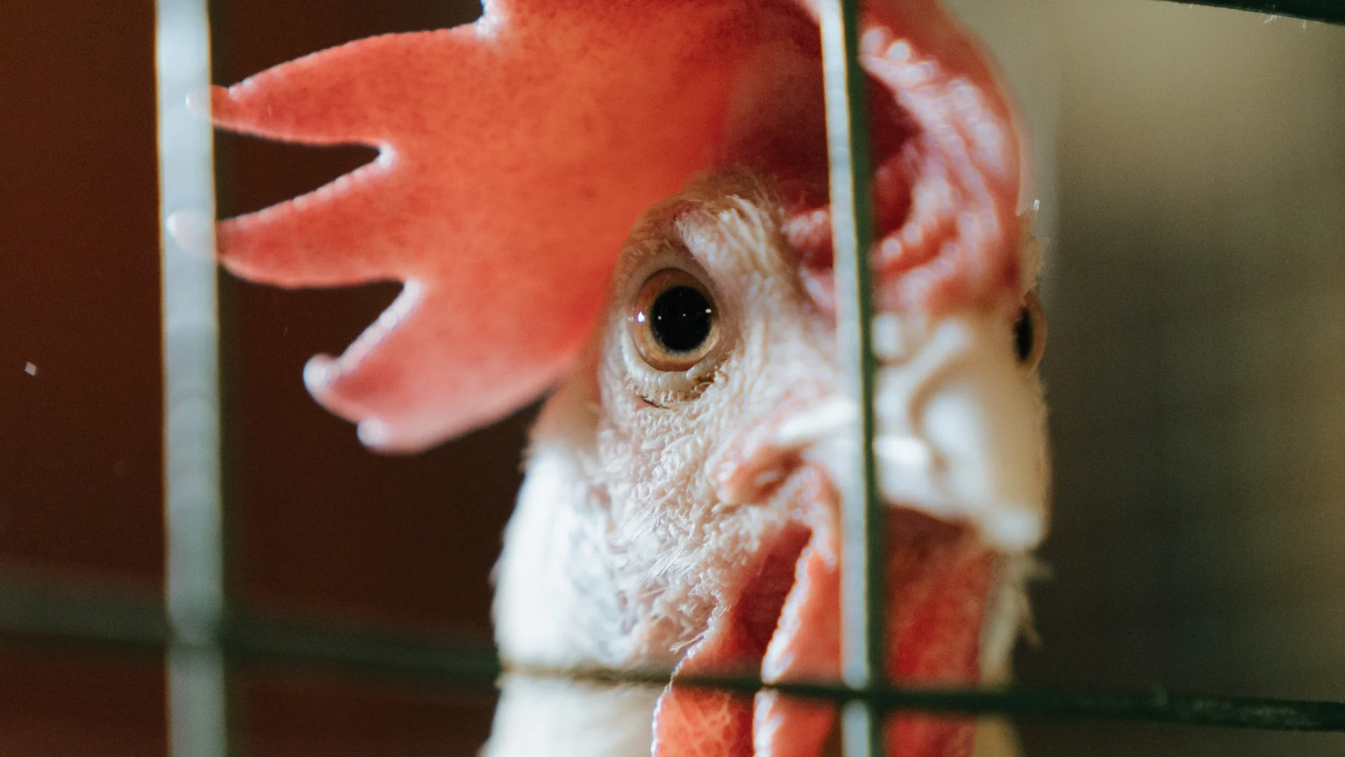 Levende kip gevonden in container voor dode dieren: 'Warm onthaal gegeven'