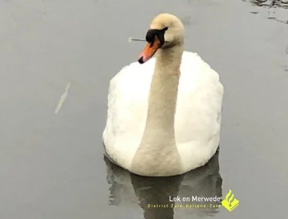 Zwaan met pijl doorboord in Molenladen