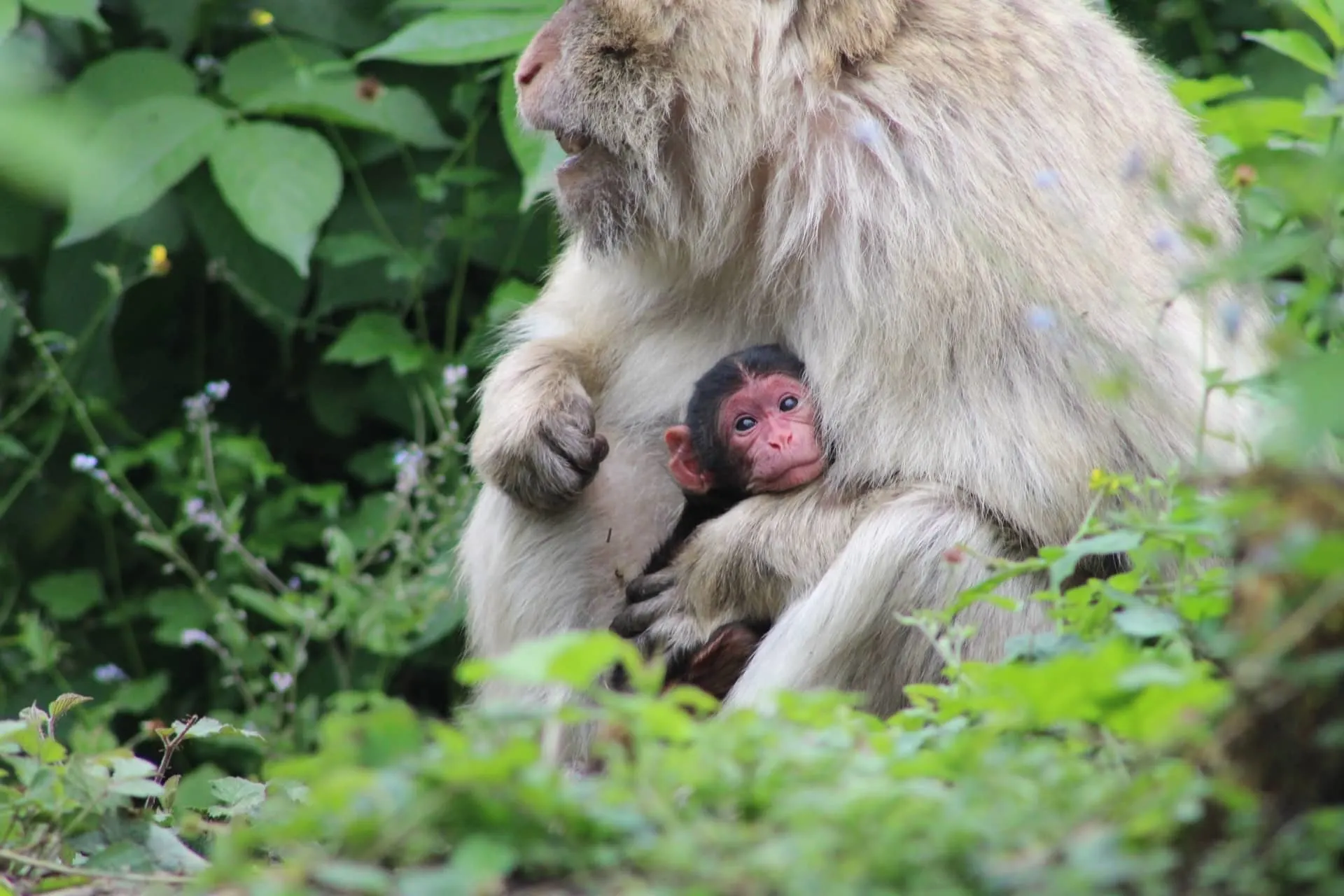 Twee berberaapjes geboren in GaiaZOO