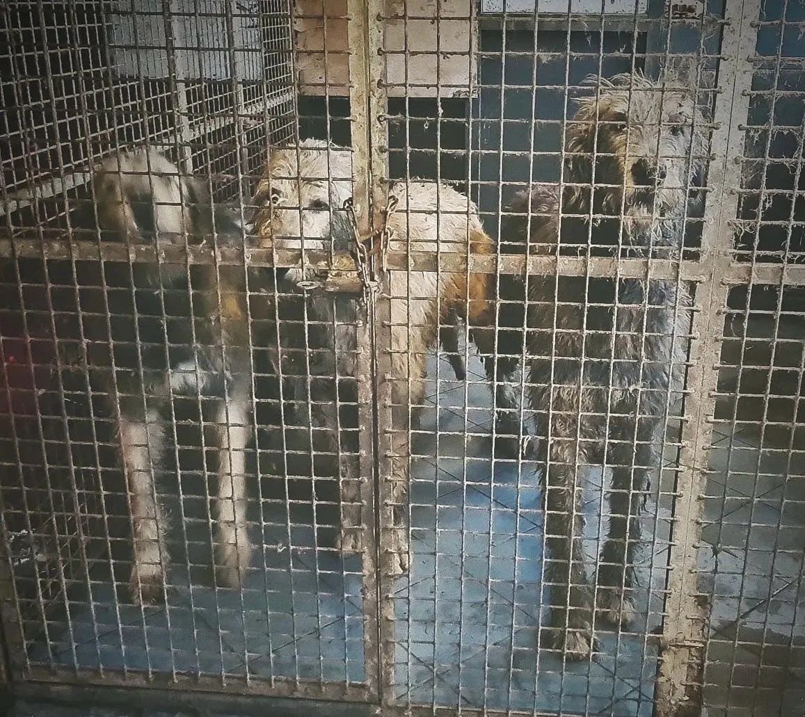 Tientallen verwaarloosde honden en vogels in beslag genomen: 'Penetrante lucht van urine was adembenemend'