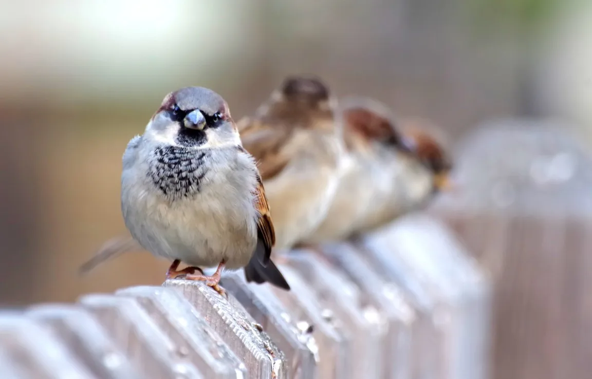 Vogelbescherming: aanhoudende droogte funest voor vogels