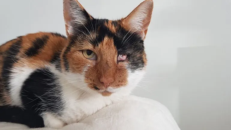 Wie schoot er op poes Lida? Baasjes loven 500 euro uit voor gouden tip