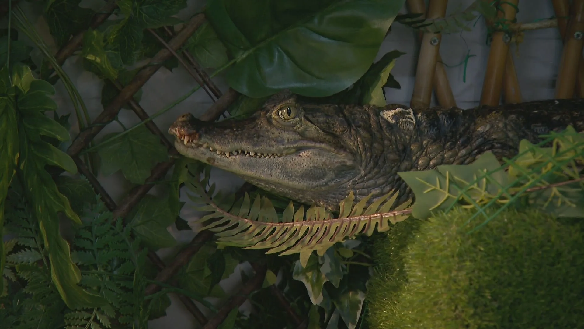 Kleinere dierenopvangcentra in het nauw door hoge energieprijzen