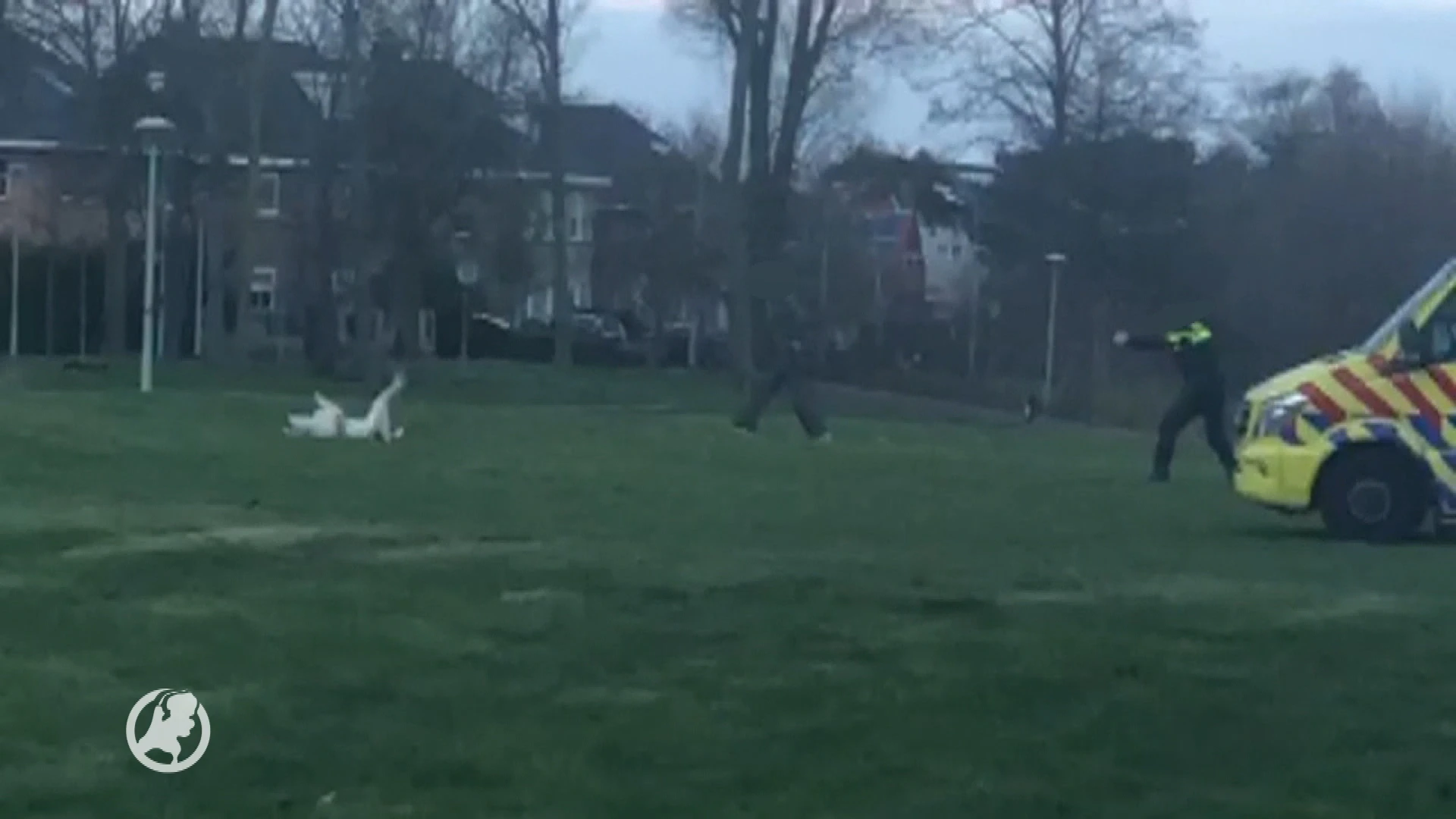 Agressieve hond Beverwijk reageerde niet op waarschuwing, agent schoot beest daarop neer