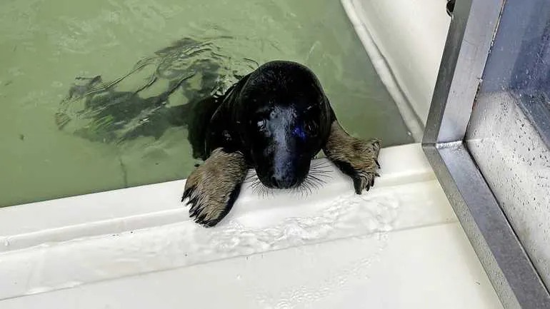 ZIEN: Zeer zeldzame zwarte zeehond Ebbie weer terug in de Waddenzee