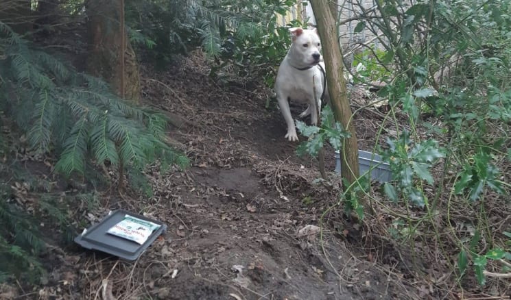 Gedrogeerde hond vastgebonden aan boom in plantsoen Enschede