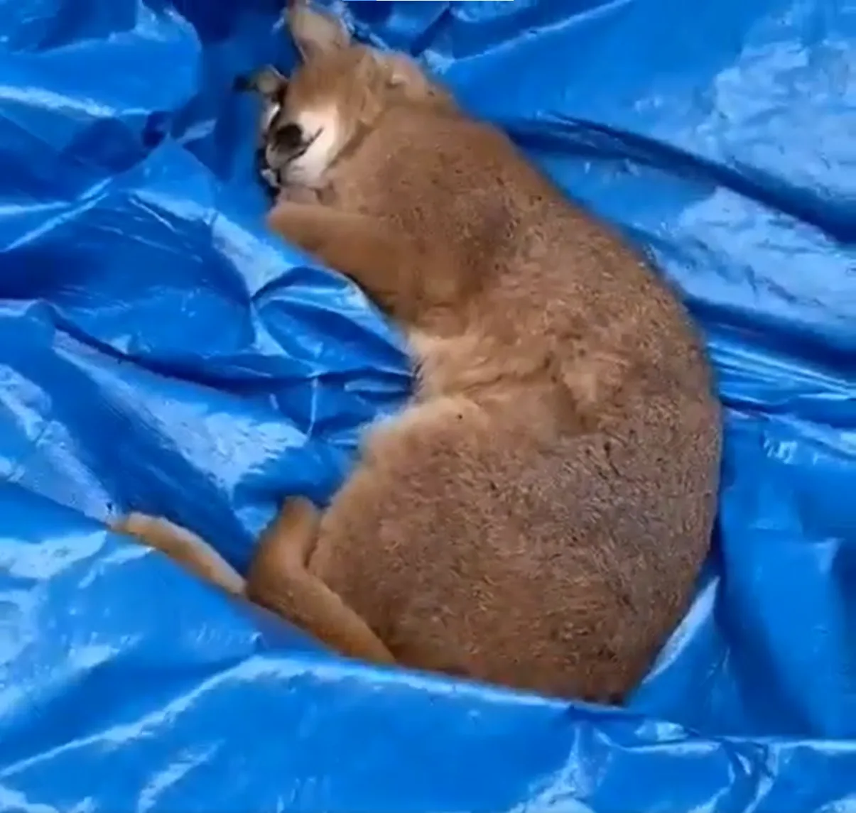 Wijkagent vindt gevaarlijke caracal in Barendrechtse bos