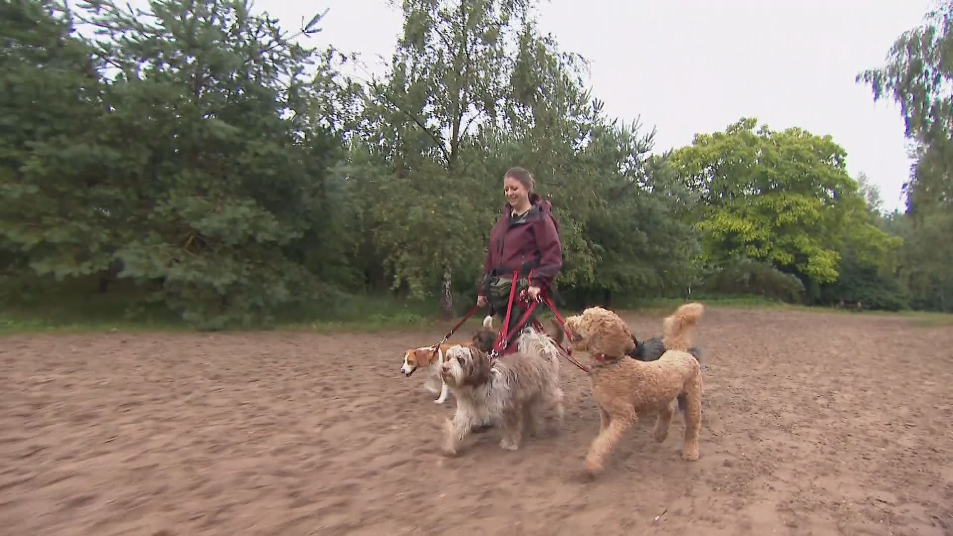 Geen vijf, maar drie honden: uitlaatservices Soesterduinen vrezen financiële strop