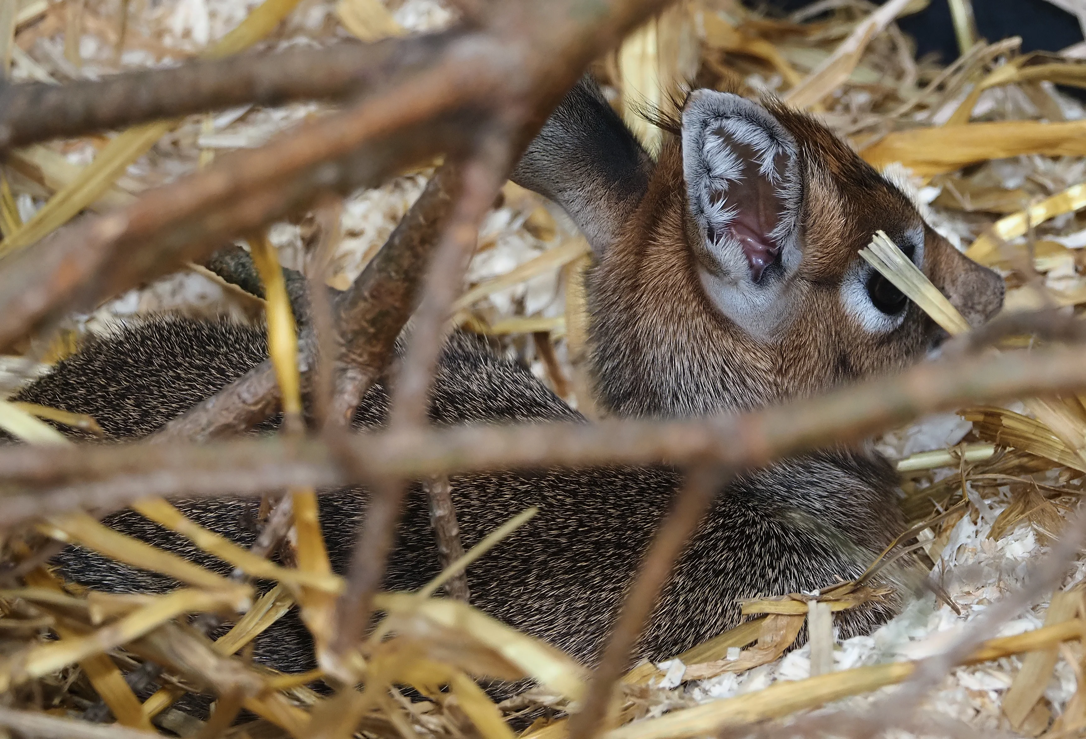 Beekse Bergen toont trots 'dikdik-pics': het is de kleinste in zijn soort