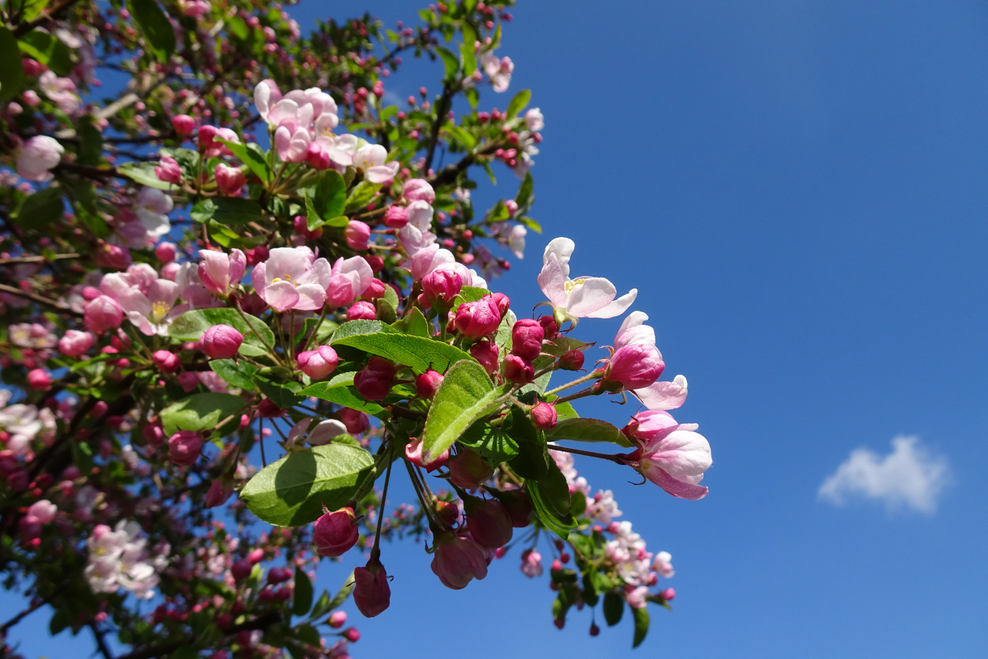 Zonnig en droog dit weekend, maar het blijft fris