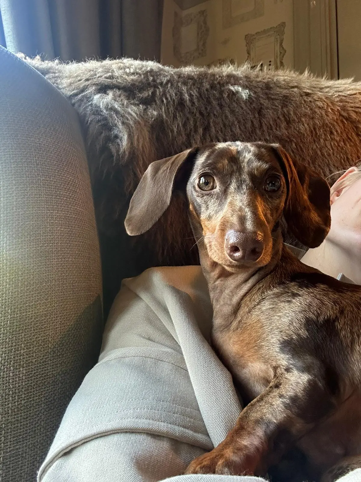 Weggelopen hond Teddy teruggevonden nadat ze baasjes herkent