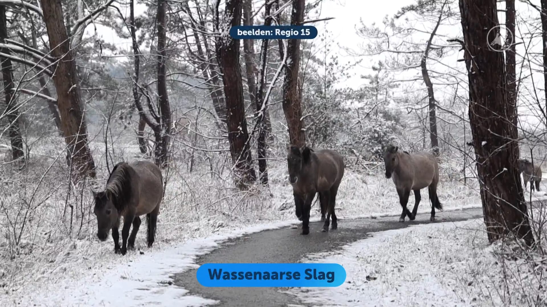 Winterwonderland: Nederland onder een witte deken