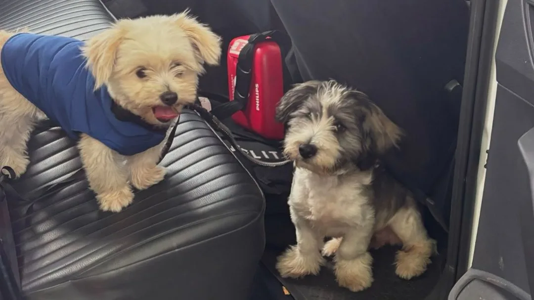 Al zes illegale puppy’s in beslag genomen bij straatverkopers in Rotterdam