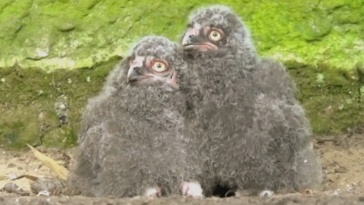 Schattig! Drie sneeuwuilkuikens uit ei gekropen in DierenPark Amersfoort