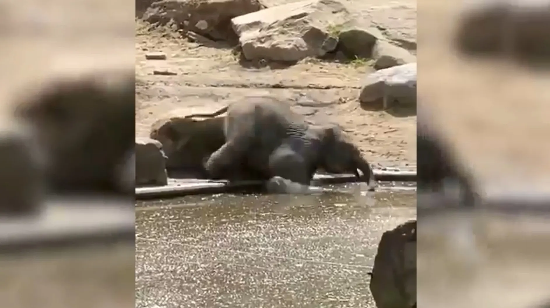 Olifantje Radjik denkt dat hij op water kan lopen en valt pardoes vijver in
