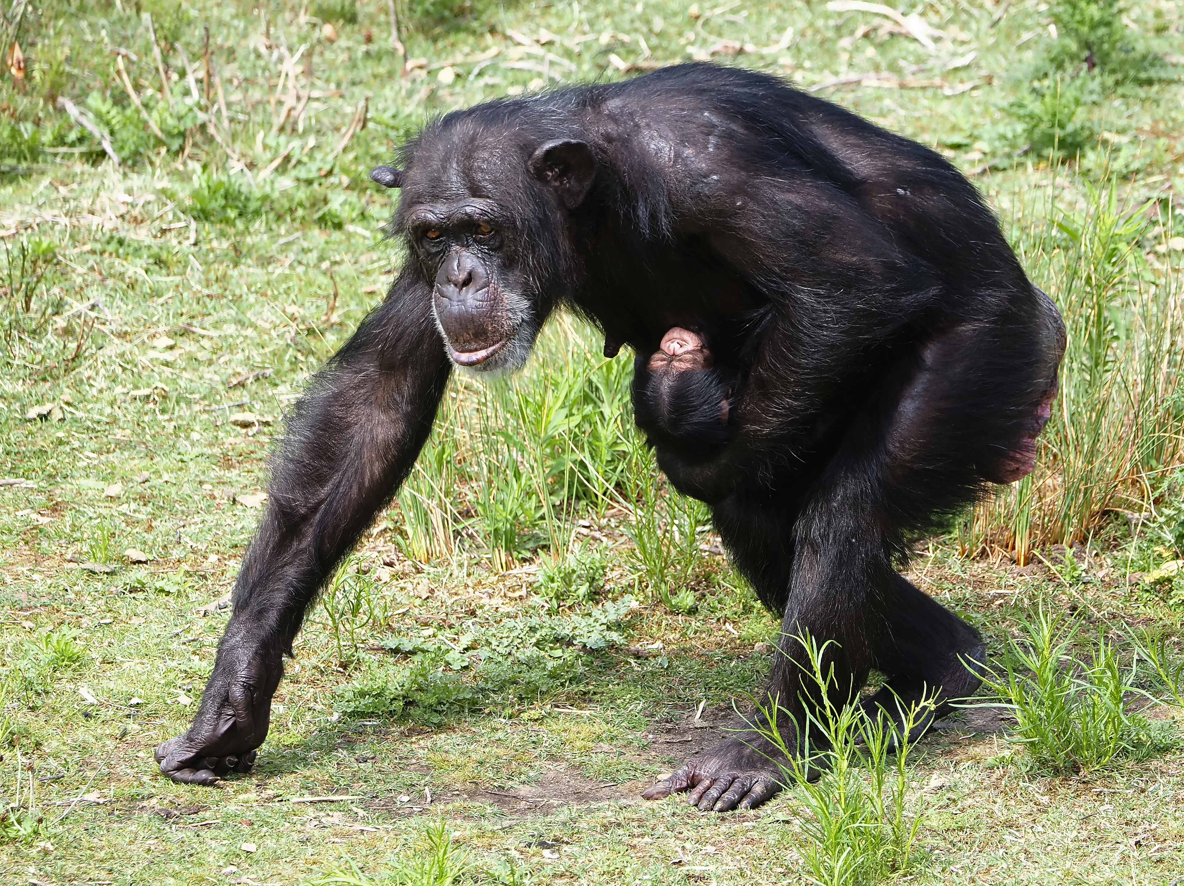 ZIEN: Beschuit met muisjes want chimpansee geboren in Safaripark Beekse Bergen