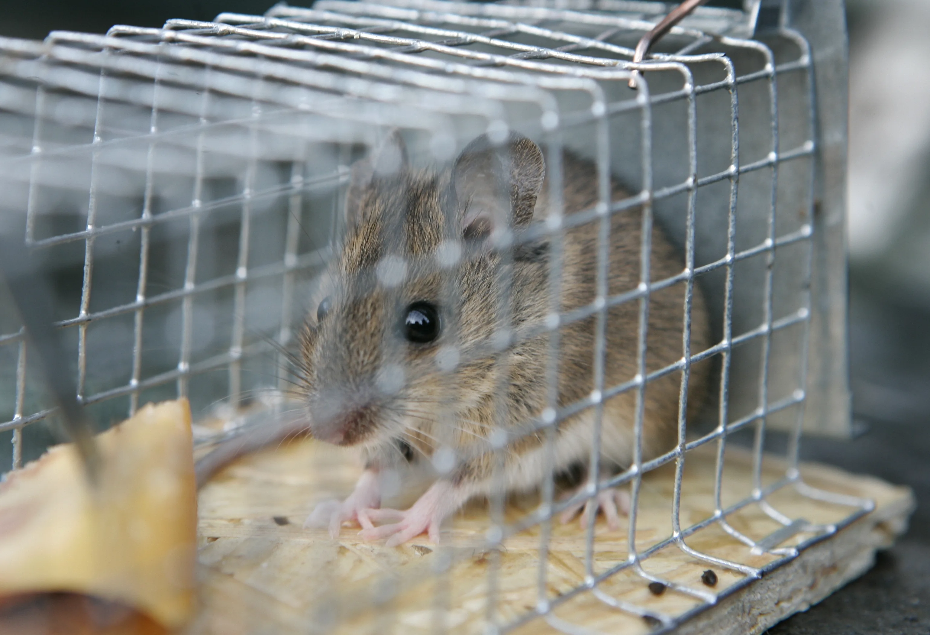 Enorme stijging van spoedsluitingen vanwege muizen, ratten en kakkerlakken