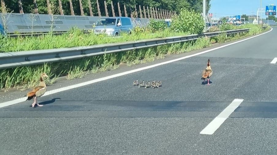 Ganzen met pulletjes ternauwernood gered van A10, één pul in de put