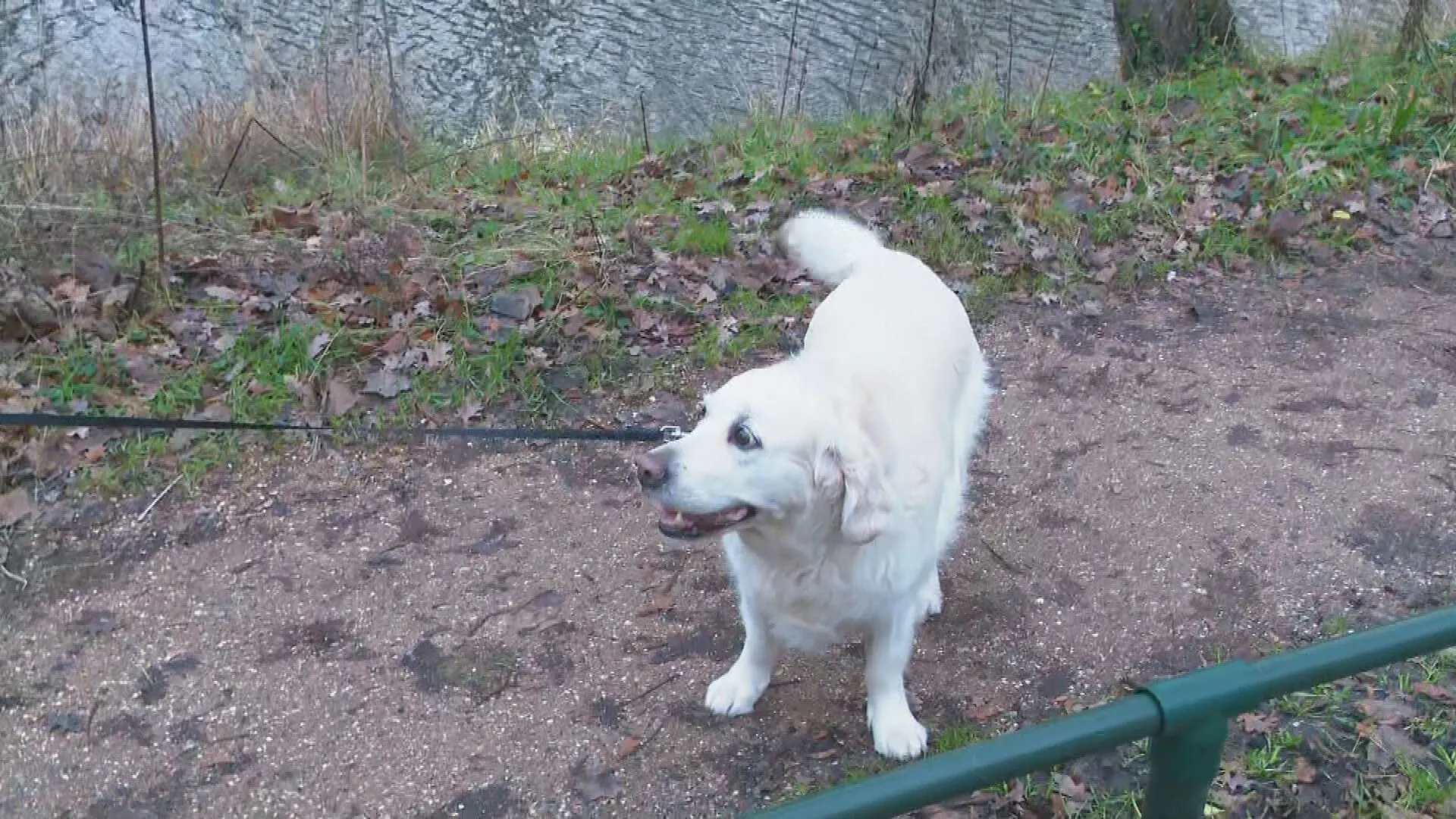 Honden na knallende nieuwjaarsnacht weer opgelucht naar buiten 